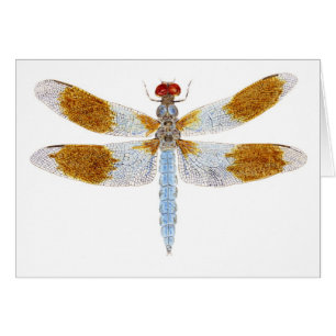 Libellule de Whitetail de désert