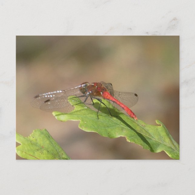 Libellule Écarlate en Gros Plan Carte Postale DIY (Devant)