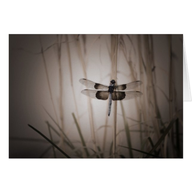 Libellule - regard vintage (Devant Horizontal)