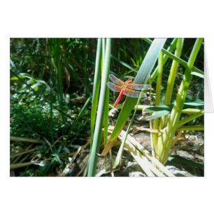 Libellule rouge cramponnée à une feuille