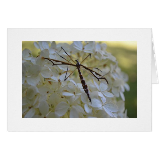 Libellule sur l'hortensia (Devant horizontal)