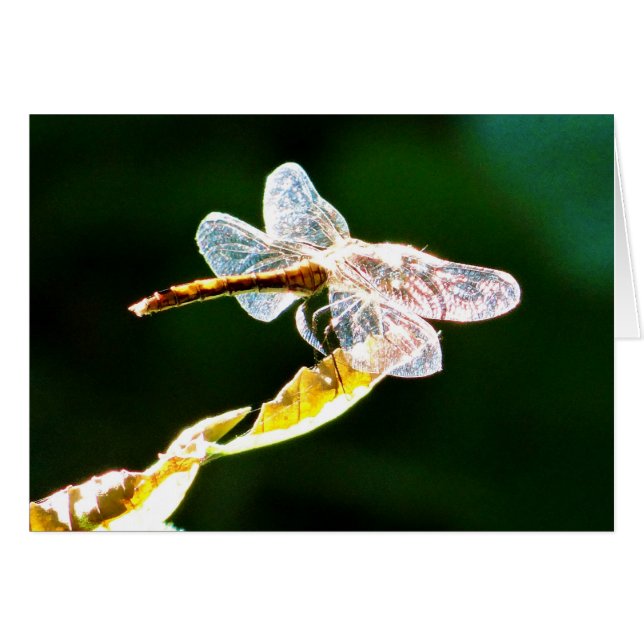 libellule transparente (Devant horizontal)
