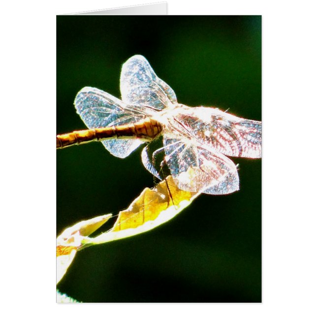 libellule transparente (Devant)
