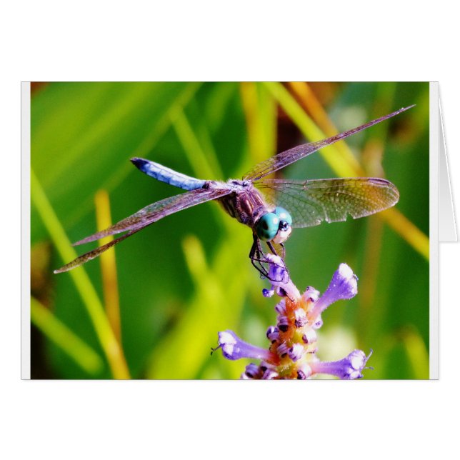 libellule turquoise et violette (Devant horizontal)