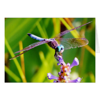 libellule turquoise et violette