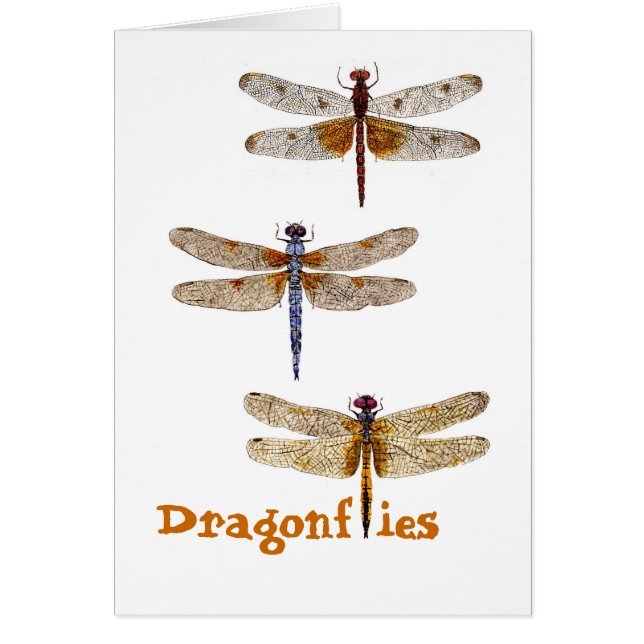 Libellules (Devant)