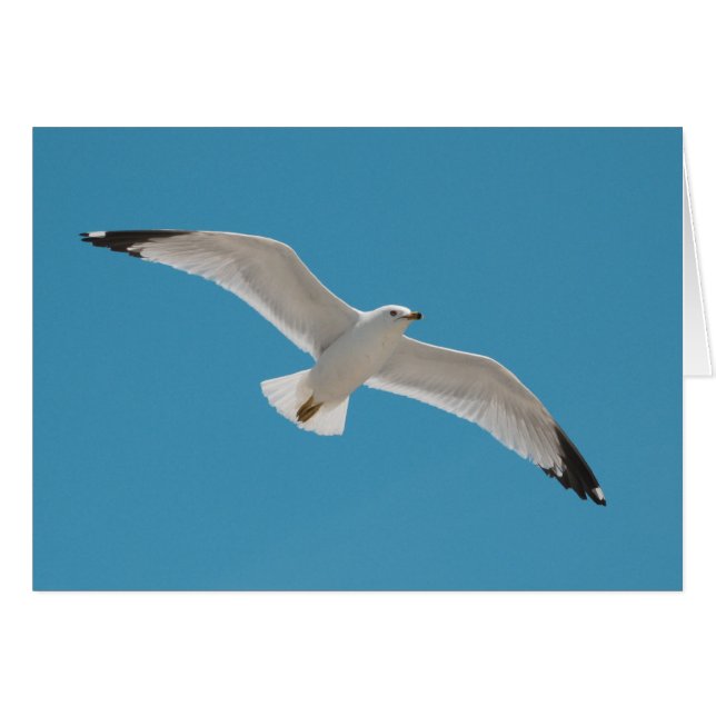 Liberté (Devant horizontal)