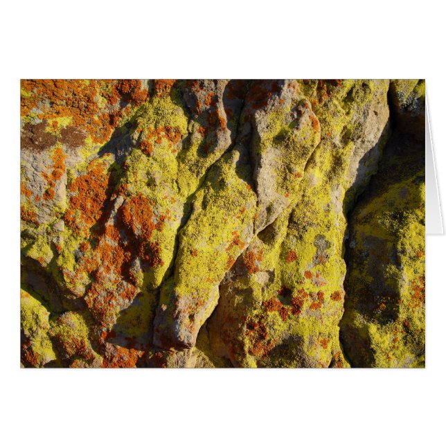 Lichen sur Rock (Devant horizontal)