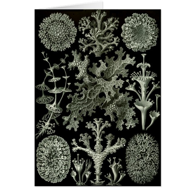 Lichens (Devant)
