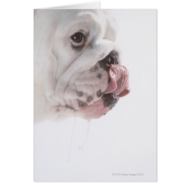 Licking Buldog (Devant)