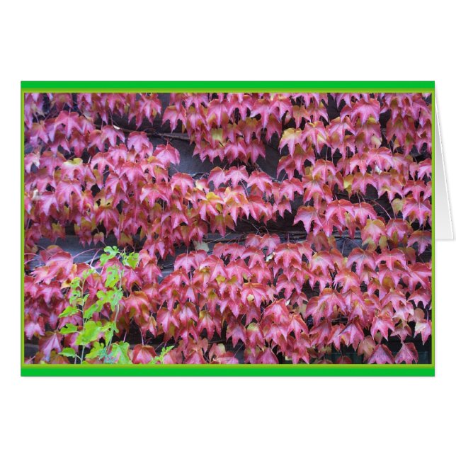 Lierre Leaques (Devant horizontal)