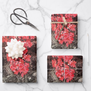 Lierre rose rouge gris feuilles automne photo abst