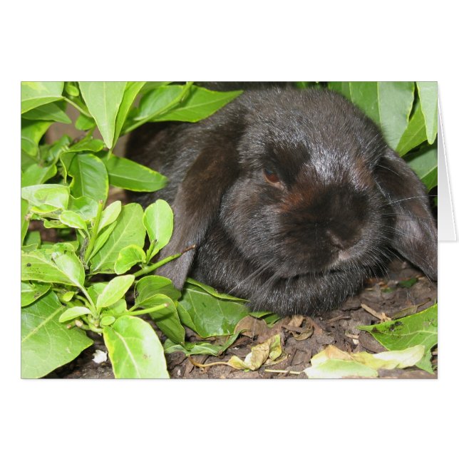 Lieu de masquage (Devant Horizontal)