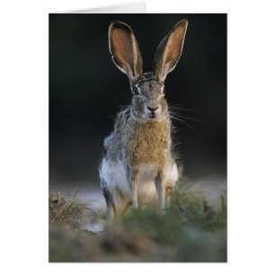 Lièvre à queue noire, Lepus californicus, 2