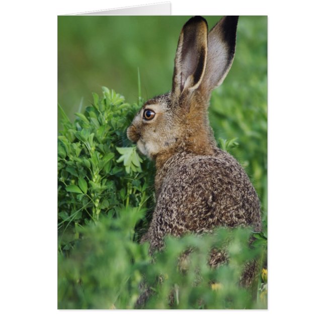 Lièvre brun, Lepus europaeus, jeune mangeant, (Devant)
