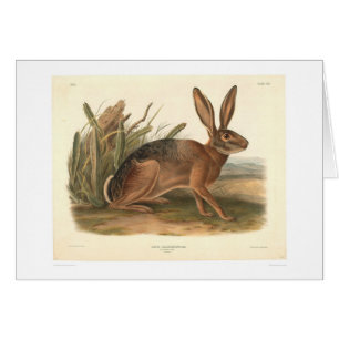Lièvres de la Californie par Audubon (0177A)