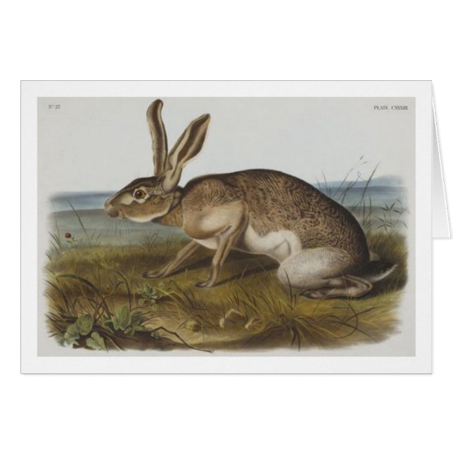 Lièvres de Texian d'Audubon (Devant Horizontal)