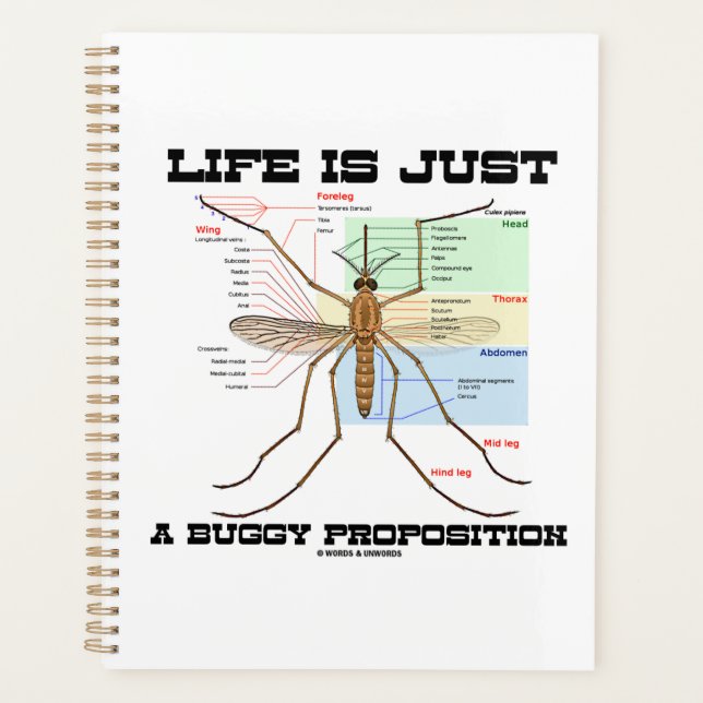 Life Is Just A Buggy (Devant)