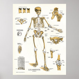 Ligaments and Joints Anatomy Poster