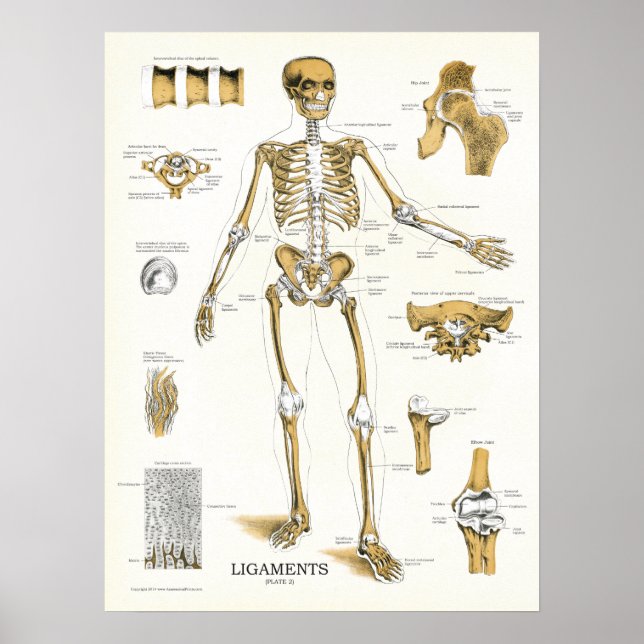 Ligaments et joints Anatomie Poster (Devant)