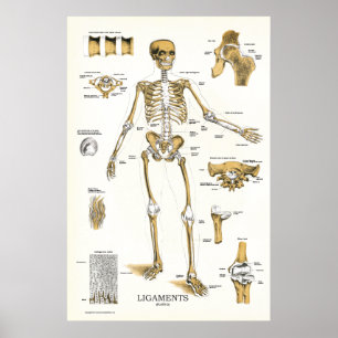 Ligaments et joints Anatomie Poster 24 X 36