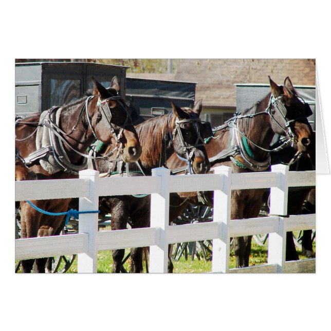 Ligne de Chevaux Amish (Devant horizontal)