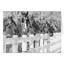 Ligne de Chevaux Amish Noir et blanc