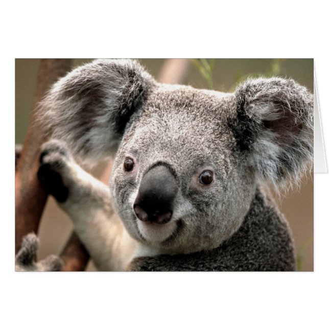 Ligne Koala (Devant horizontal)