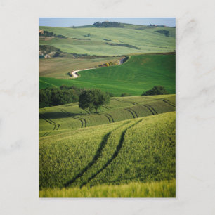 Lignes courbes en vert Toscane carte postale