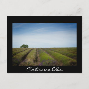 Lignes de lavande après la récolte carte postale n