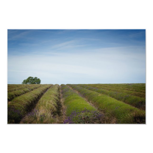 Lignes de lavande après la récolte photo imprimer (Devant)