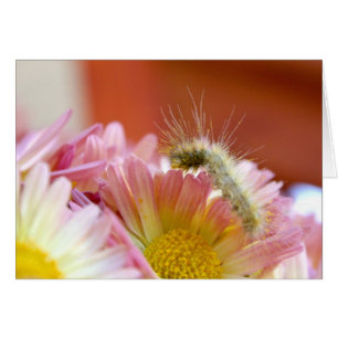 Lil' Caterpillar