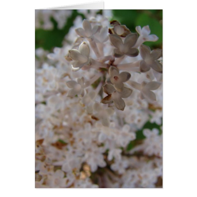 Lilac (Devant)