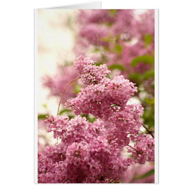 Lilac (Devant)