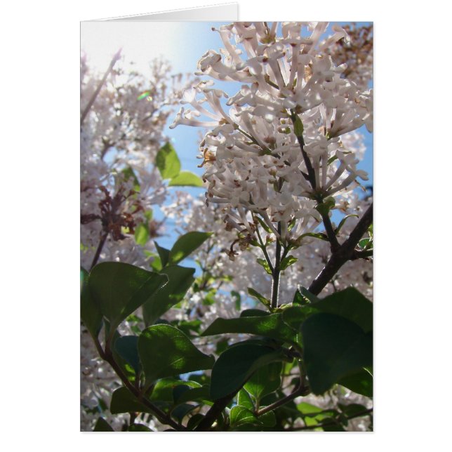 Lilac Bush (Devant)