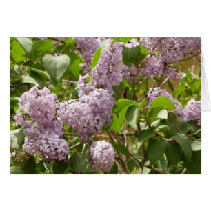 Lilac Bush Belles fleurs de printemps violettes