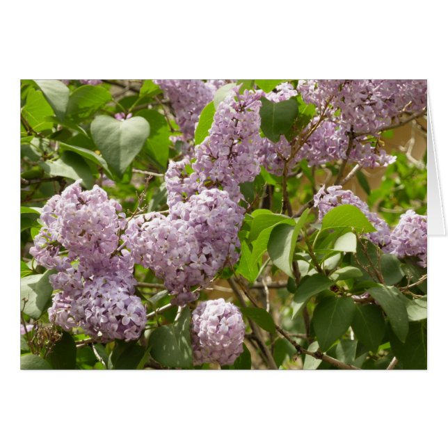 Lilac Bush Belles fleurs de printemps violettes (Devant horizontal)