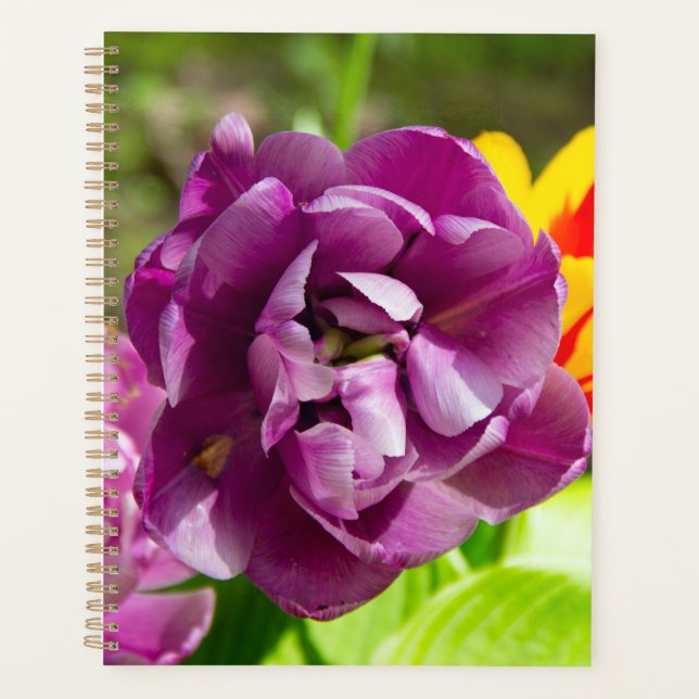 Lilac tulipes sur une journée ensoleillée (Devant)