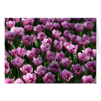 Lilac Tulips