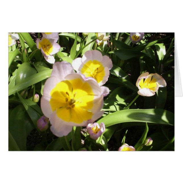 Lilac Wonder Tulip (Devant horizontal)