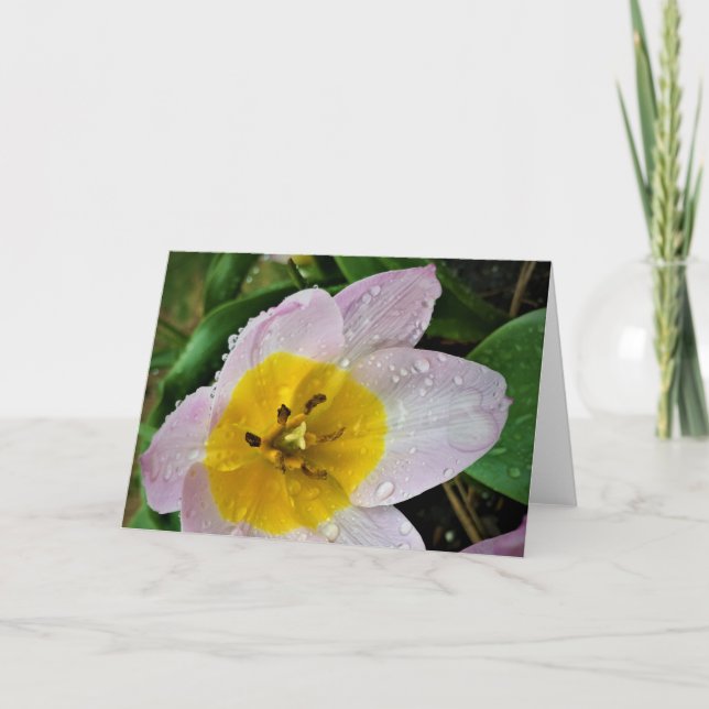Lilac Wonder Tulip, carte (Devant)