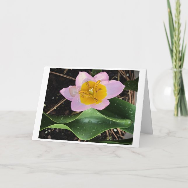 Lilac Wonder Tulip, carte (Devant)