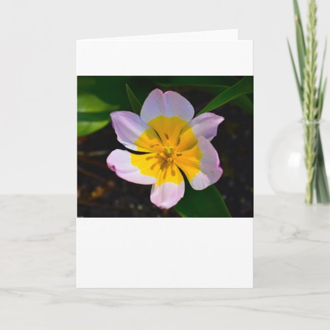 Lilac Wonder Tulip, carte (Devant)