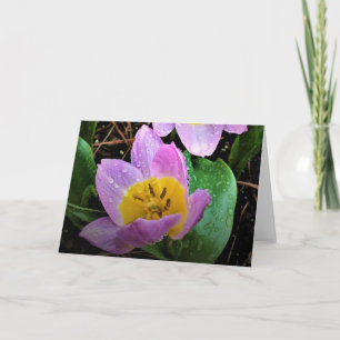 Lilac Wonder Tulip, carte
