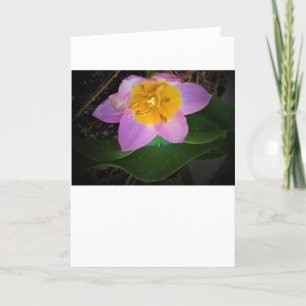Lilac Wonder Tulip, carte