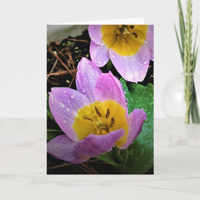 Lilac Wonder Tulip, carte (Devant)