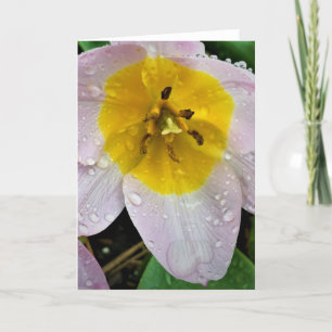 Lilac Wonder Tulip, carte