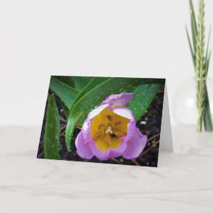 Lilac Wonder Tulip, carte