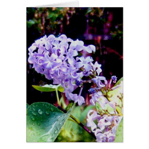 Lilacs du jardin de printemps