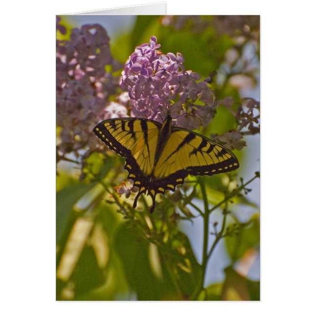 Lilacs et papillon (Devant)
